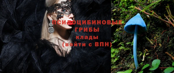 индика Новодвинск