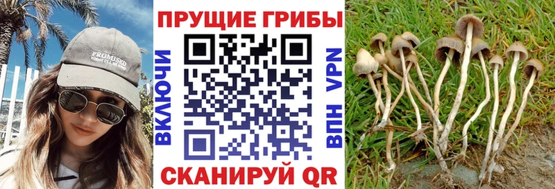 Псилоцибиновые грибы прущие грибы  Надым 